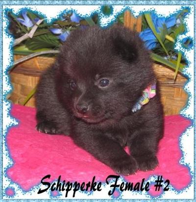 Puppies in KY